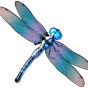 Dragonfly img