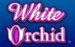 logo white orchid igt kolikkopeli 